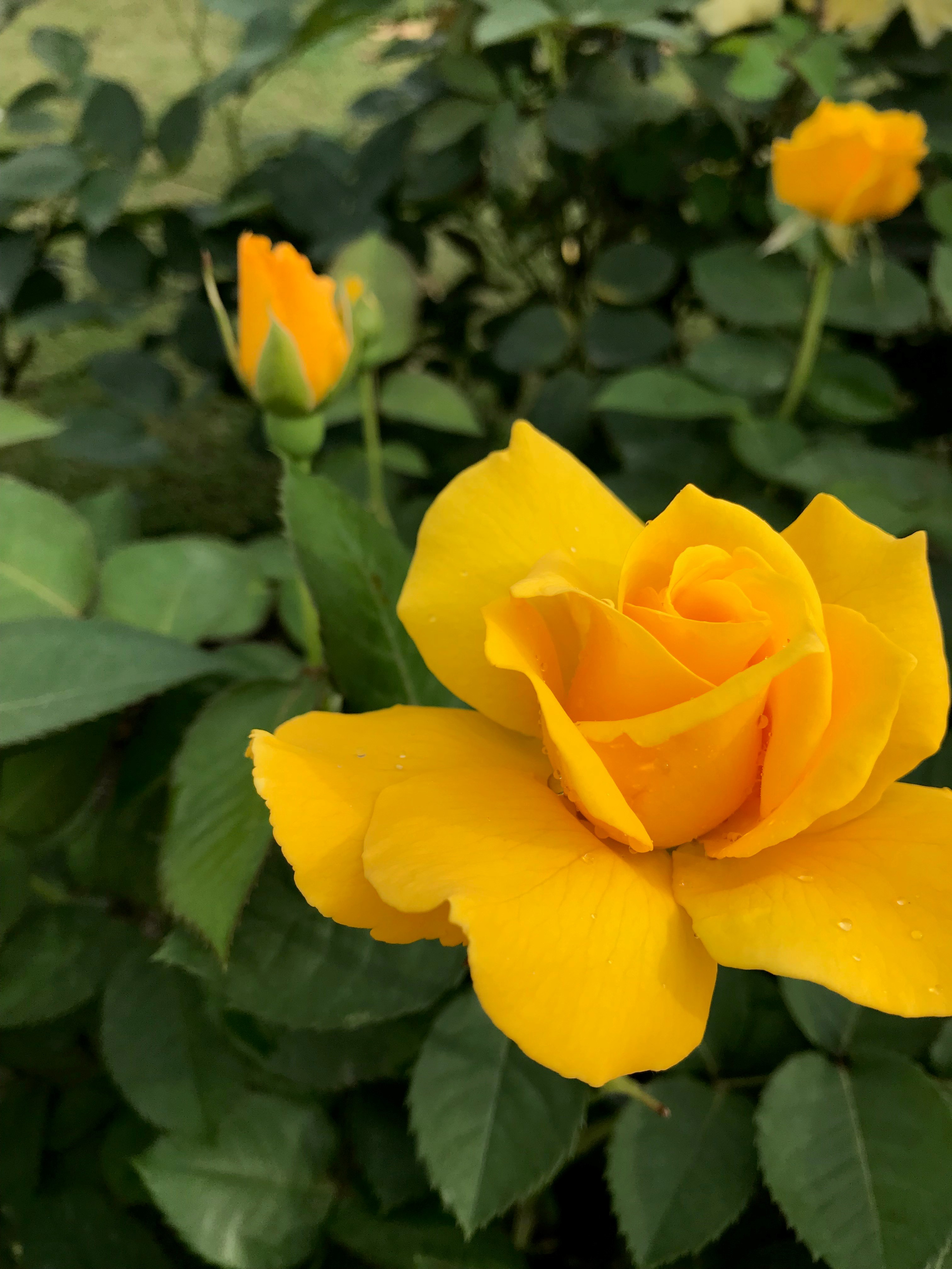 Salvadora oleoides | Biodiversity at LUMS